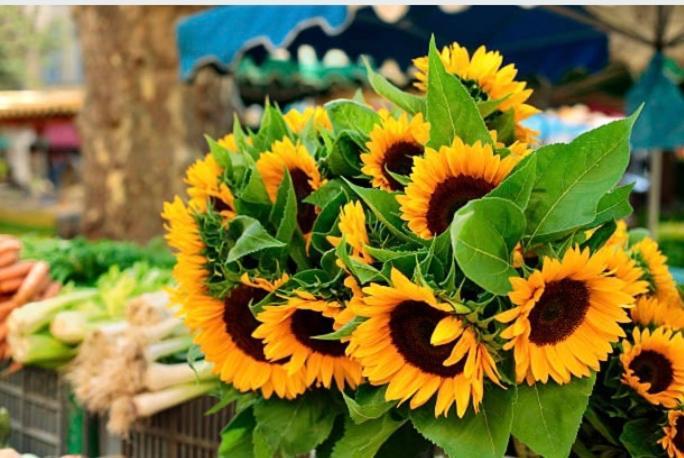 Gite Des Tournesols Oradour-Fanais Buitenkant foto